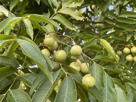 油患子|菩提果（无患子科无患子属植物）